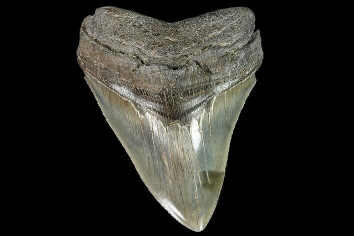 Serrated, Fossil Megalodon Tooth - Georgia #108860